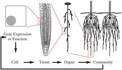 Reshaping Plant Biology: Qualitative and Quantitative Descriptors for Plant Morphology